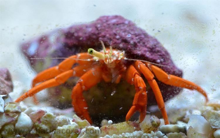 Paguristes What is a coral Paguristes cadenati Scarlet Reef Hermit Crab