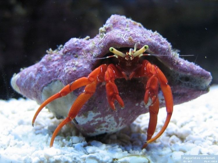 Paguristes AquaticLog stock by yggdrasill Added Scarlet Reef Hermit Crab