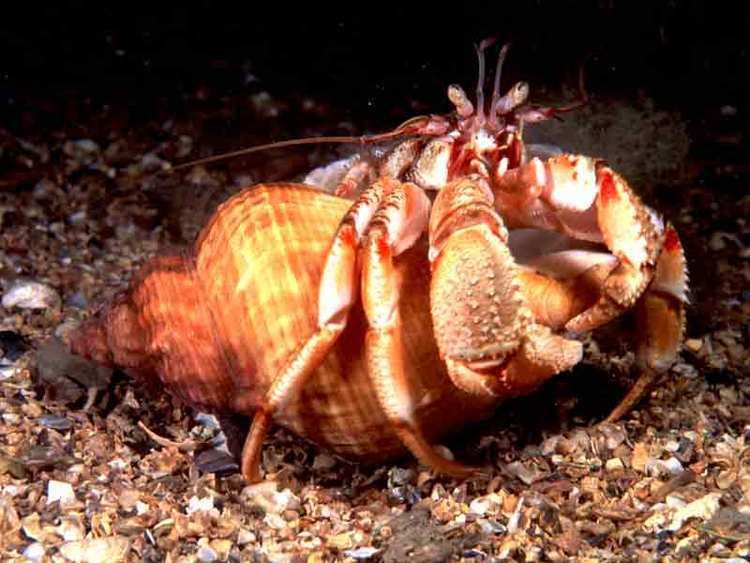 Pagurus bernhardus MarLIN The Marine Life Information Network Hermit crab Pagurus