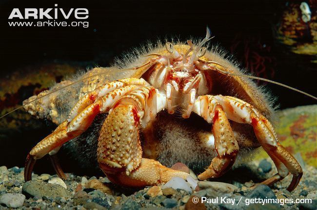 Pagurus bernhardus Common hermit crab photo Pagurus bernhardus A21854 ARKive
