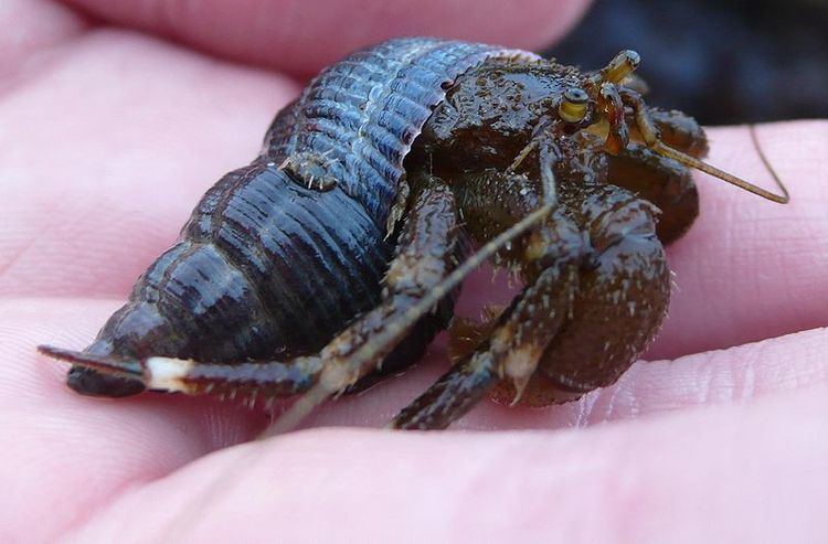Pagurus hirsutiusculus Pagurus hirsutiusculus Hairy hermit crab Bernhardus hirsutiusculus