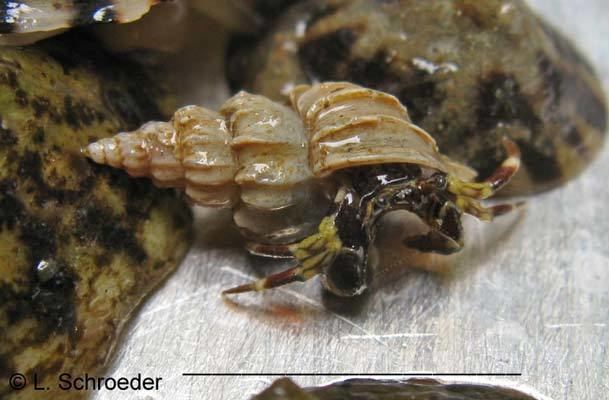 Pagurus hirsutiusculus Crustacean Identification