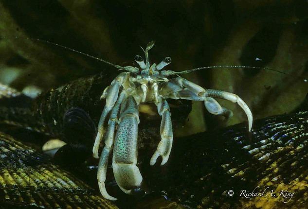 Pagurus longicarpus crabs of barnegat bay