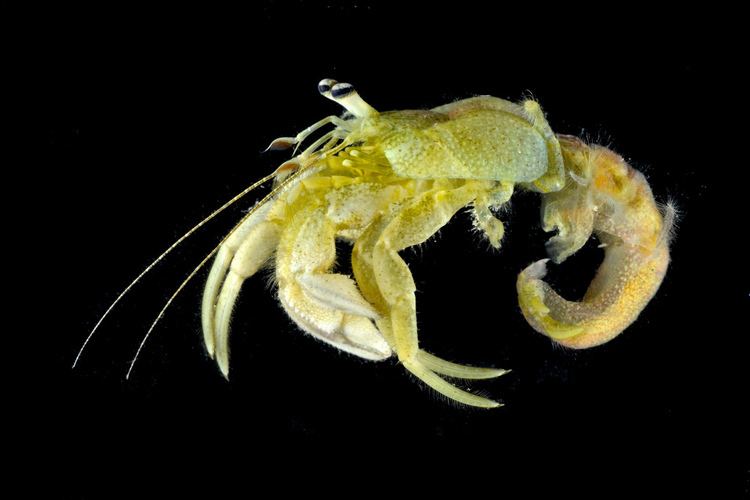 Pagurus pollicaris Pagurus pollicaris Say 1817 Flat claw hermit crab Flickr