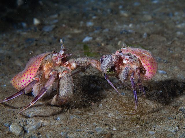 Pagurus prideaux Hermit Crab Pagurus prideaux