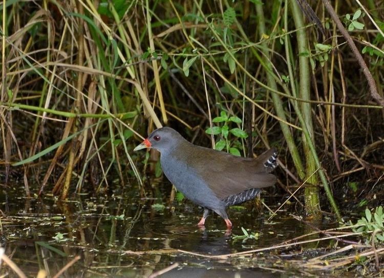 Paint-billed crake Paintbilled Crake Neocrex erythrops videos photos and sound