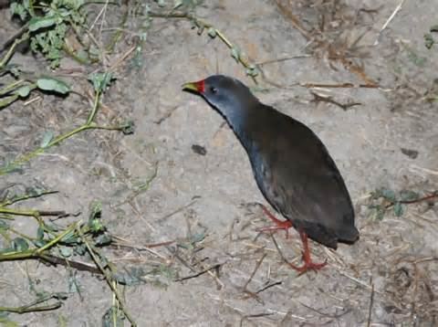 Paint-billed crake More on Neocrex colombiana Colombian Crake