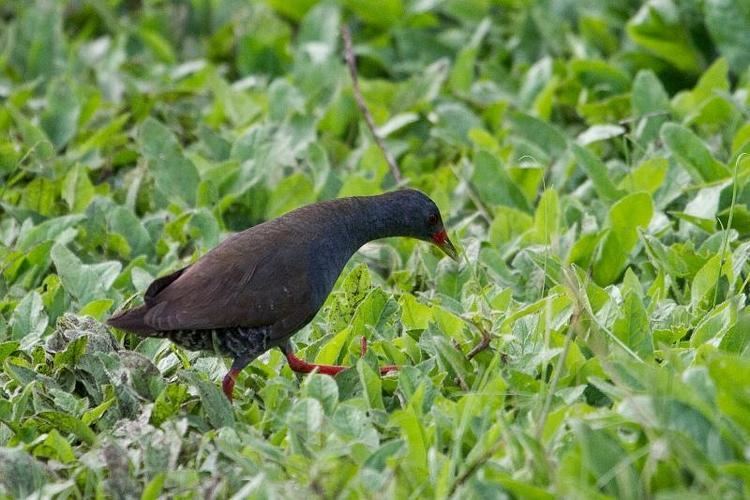 Paint-billed crake Paintbilled Crake Neocrex erythrops videos photos and sound