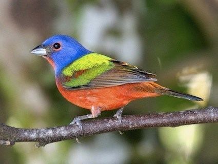 Painted bunting Painted Bunting Identification All About Birds Cornell Lab of