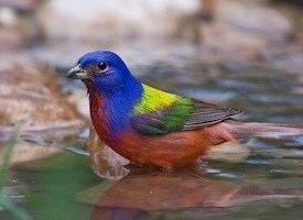 Painted bunting Painted Bunting Life History All About Birds Cornell Lab of