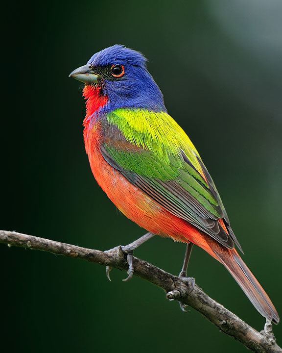 Painted bunting Painted Bunting Whatbirdcom