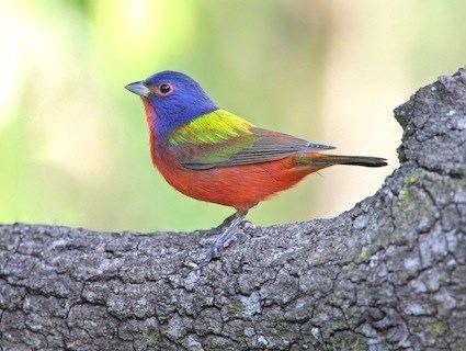 Painted bunting httpswwwallaboutbirdsorgguidePHOTOLARGEpa