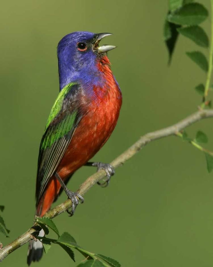 Painted bunting Painted Bunting Audubon Field Guide