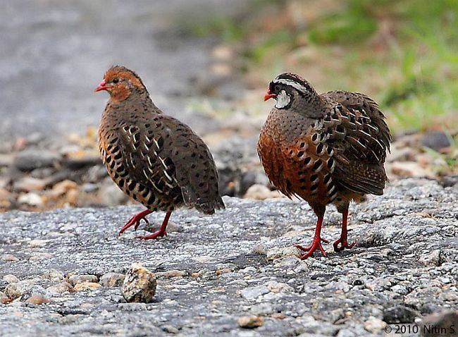 Painted bush quail Oriental Bird Club Image Database Photographers
