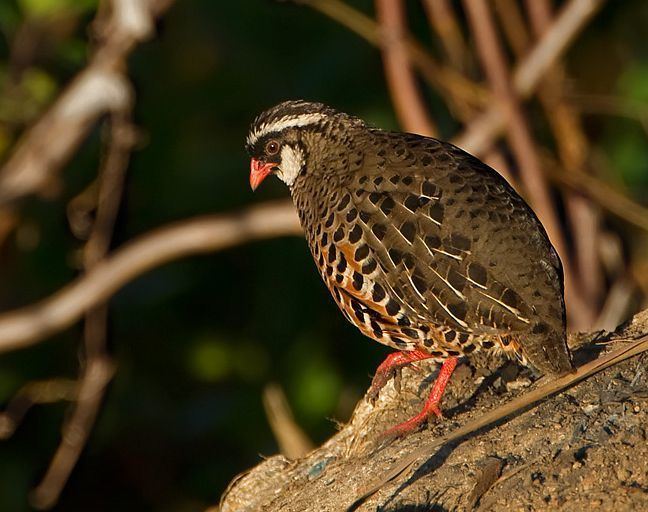 Painted bush quail Oriental Bird Club Image Database Painted Bush Quail Perdicula