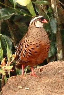 Painted bush quail httpsuploadwikimediaorgwikipediacommonsthu