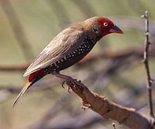 Painted finch Painted finch Wikipedia