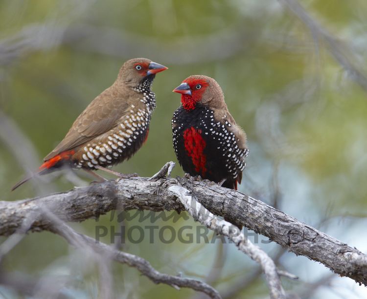 Painted finch Buy Painted Finch pair Image Online Print amp Canvas Photos