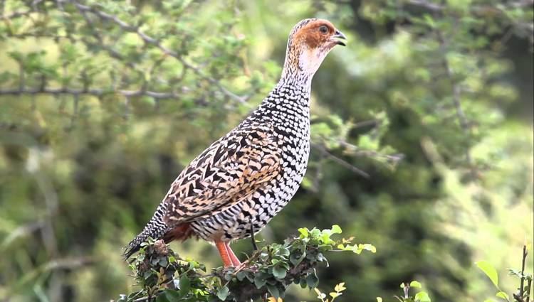 Painted francolin Painted Francolin calling YouTube