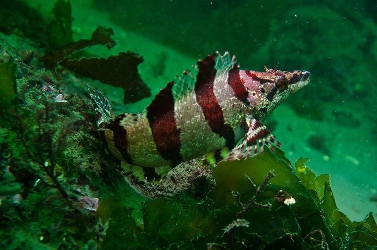Painted greenling Painted greenling Oxylebius pictus Biodiversity of the Central Coast