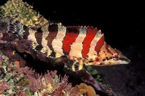 Painted greenling Jett Britnell Photographics Urticina Piscivor The Fish Eating