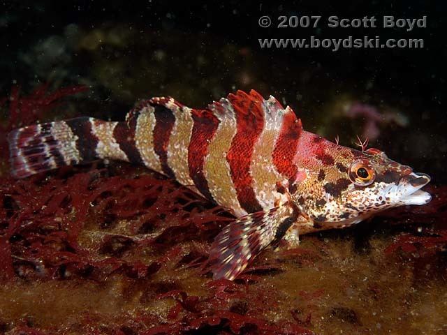 Painted greenling Painted Greenling Pictures