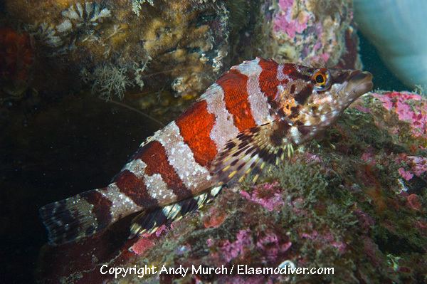Painted greenling Painted Greenling Pictures images of Oxylebius pictus