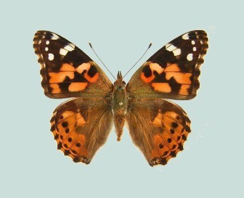 Painted lady Painted Lady Raising ButterfliesHow to find and care for