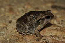 Painted narrowmouth toad httpsuploadwikimediaorgwikipediacommonsthu