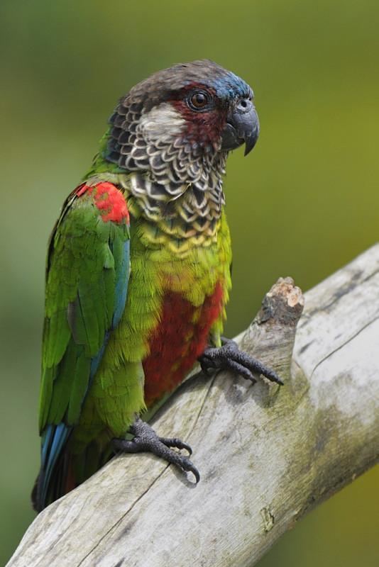 Painted parakeet Painted Parakeet Pyrrhura picta videos photos and sound