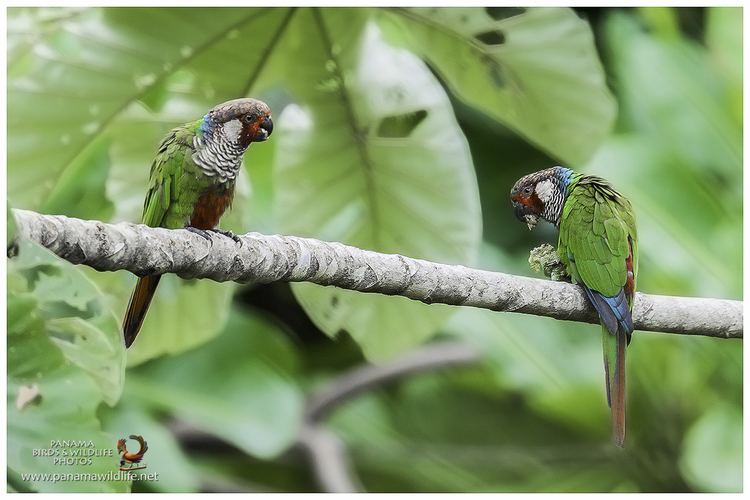 Painted parakeet Panama Birds amp Wildlife Photos39 Blog Azuero39s Painted Parakeet