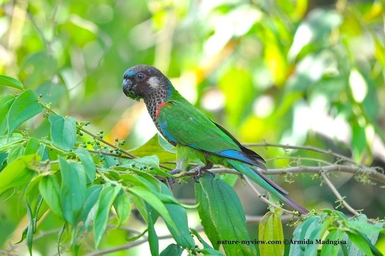 Painted parakeet Painted Parakeets Nature My View