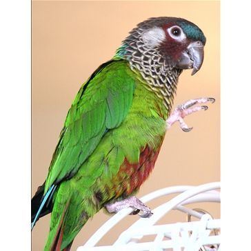 Painted parakeet Painted conure Birds and others Pinterest The o39jays Pets