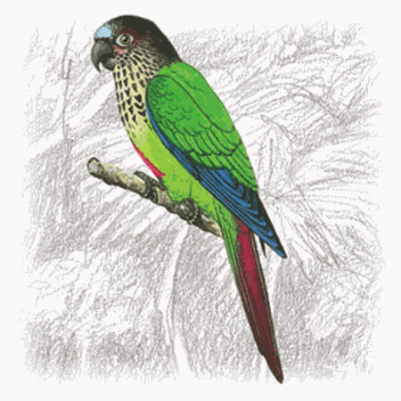 Painted parakeet Painted Parakeet Pyrrhura picta Planet of Birds