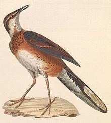 Painted quail-thrush httpsuploadwikimediaorgwikipediacommonsthu