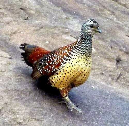 Painted spurfowl Painted spurfowl Birds of India