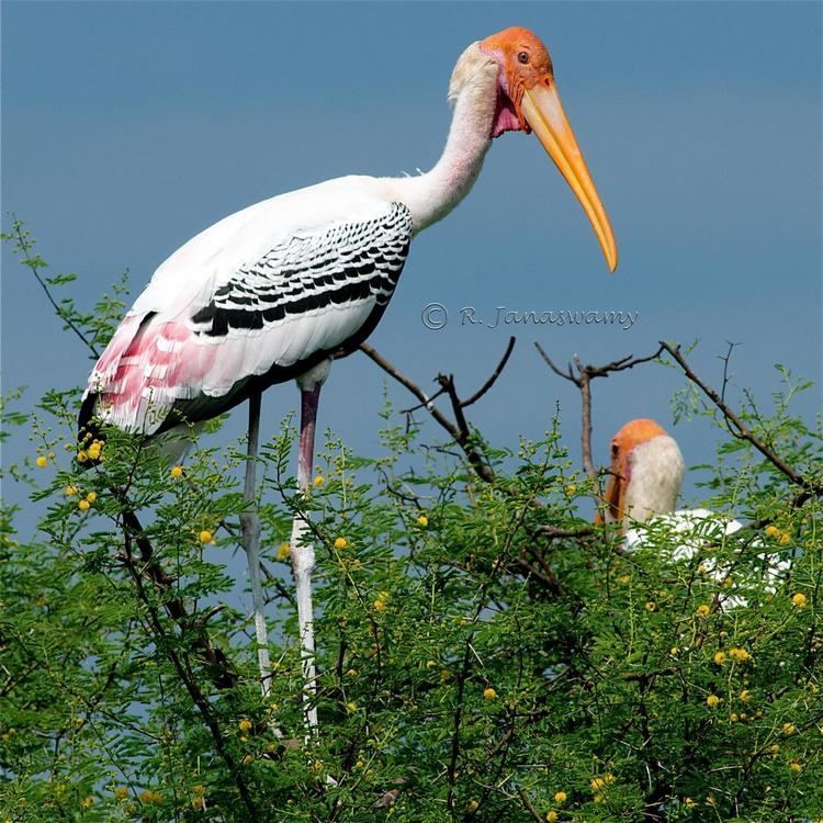 Painted stork Painted Stork Mycteria leucocephala Birds just started to migrate