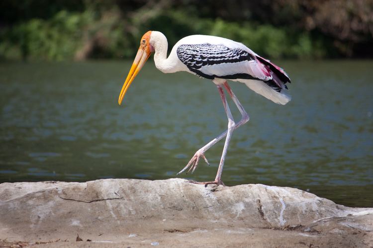 Painted stork Painted Stork Monkey Business The Tale of the Sundararajans