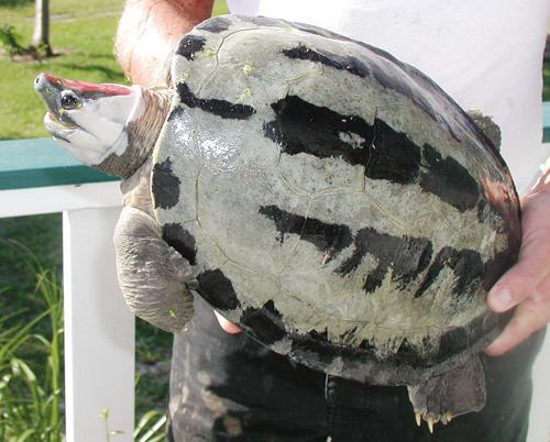 Painted terrapin Painted Terrapin Breeding