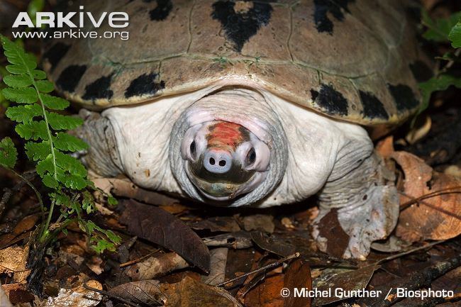 Painted terrapin Painted terrapin photo Batagur borneoensis G34662 ARKive