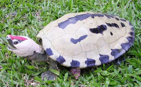 Painted terrapin Painted Terrapin tagur borneoensis Doug Hendrie Flickr