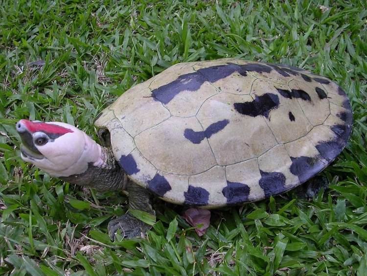 Painted terrapin the stunningly unique painted terrapin back from the brink