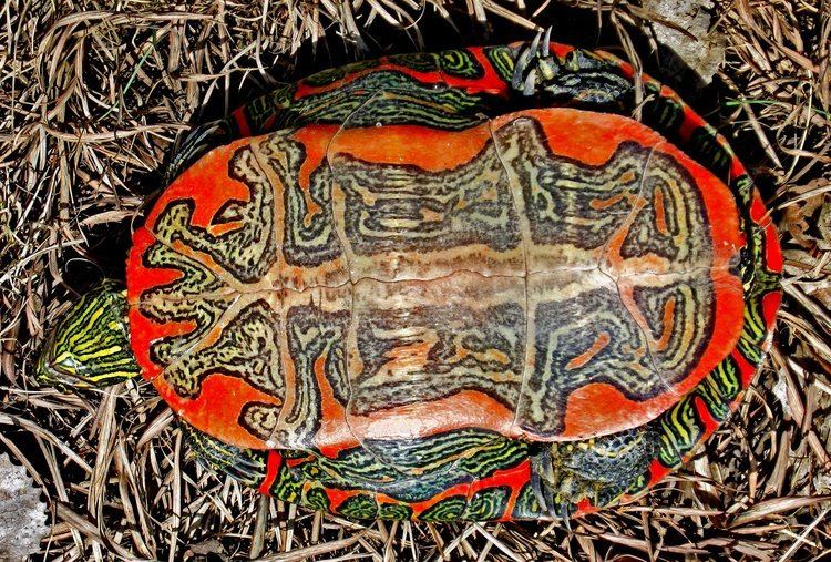 Painted turtle Painted turtle Wikipedia
