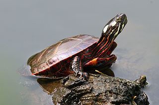 Painted turtle httpsuploadwikimediaorgwikipediacommonsthu