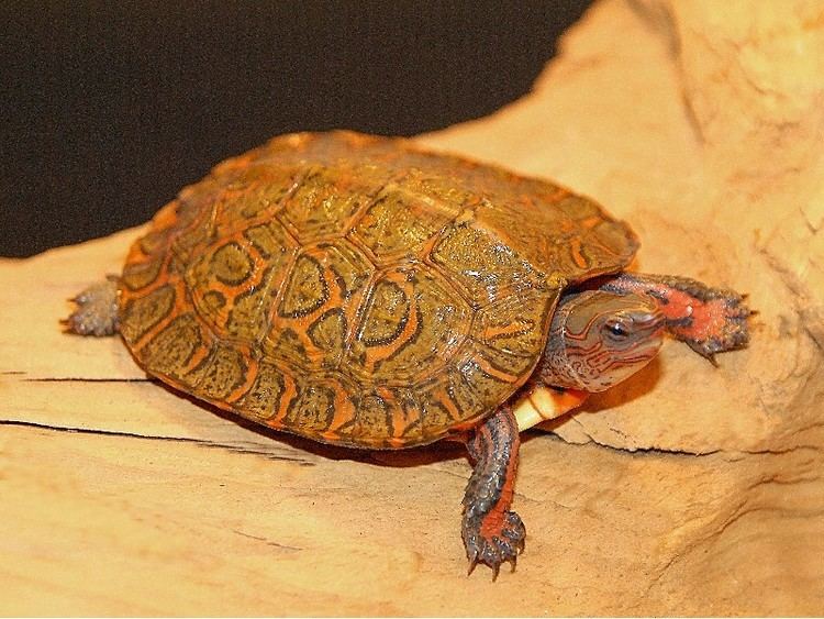 Painted wood turtle Painted Wood Turtles for sale from The Turtle Source