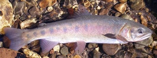 Paiute cutthroat trout Paiute cutthroat trout Oncorhynchus clarkii seleniris FactSheet