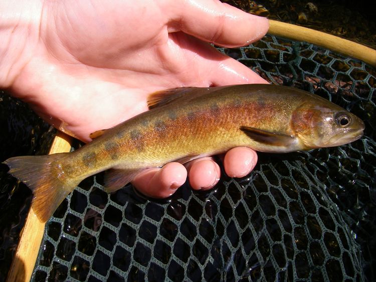 Paiute cutthroat trout Native Trout Fly Fishing Paiute Cutthroat Trout