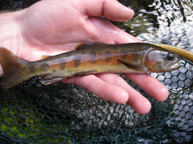 Paiute cutthroat trout wwwnativetroutflyfishingcomimgpaiutecutthroat1