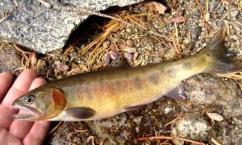 Paiute cutthroat trout The Ecological Angler Paiute Cutthroat Trout