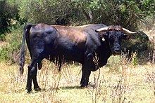 Pajuna cattle httpsuploadwikimediaorgwikipediacommonsthu